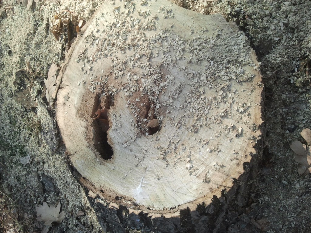 ծառահատում