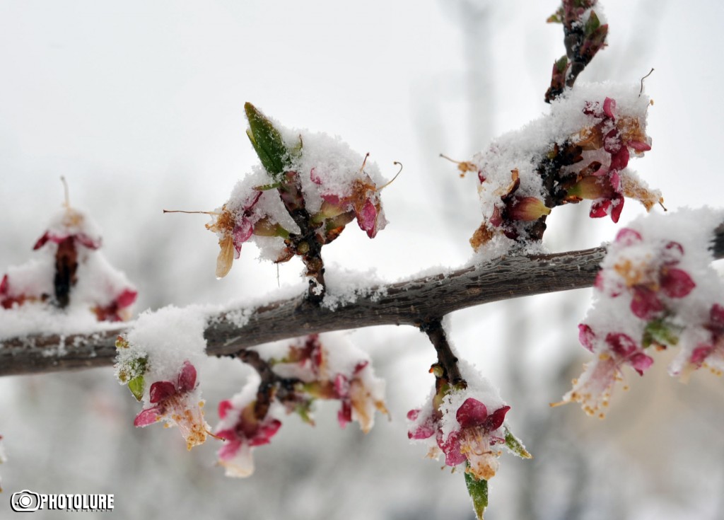 ցրտահարություն