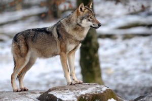 grey-wolf