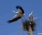 Storks have returned back but their nests are destroyed because of bad weather conditions