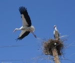 Storks have returned back but their nests are destroyed because of bad weather conditions