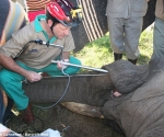 steenkamp-with-an-elephant