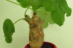 Jatropha,Յատրոֆա, սուկուլենտ բույս