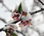 A heavy snowfall has covered Yerevan on the last days of spring