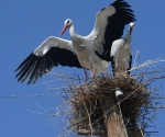 Storks have returned back but their nests are destroyed because of bad weather conditions