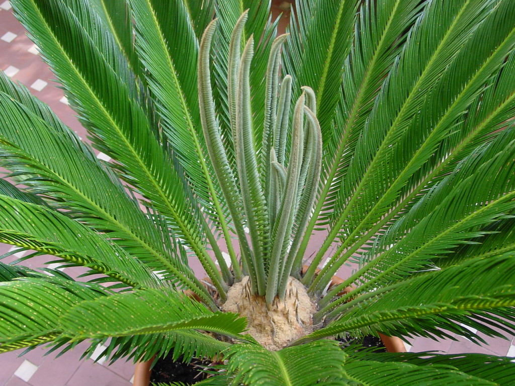 Cycas3
